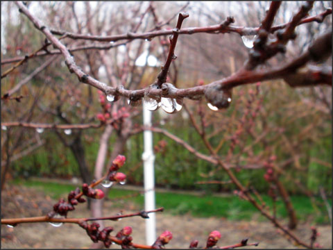 Crying branch