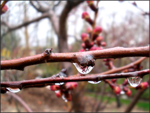 Crying branch