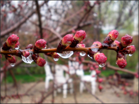 Crying waiting branches