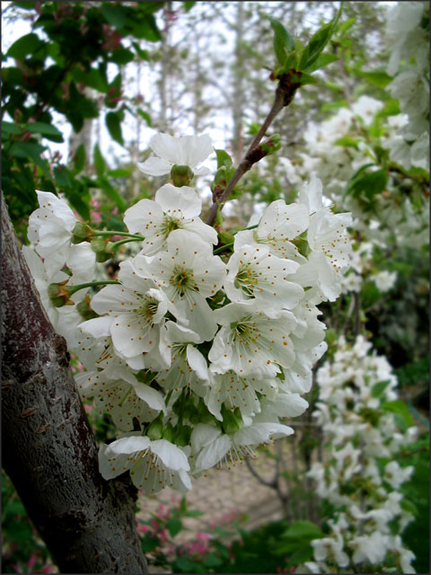 The blossoms