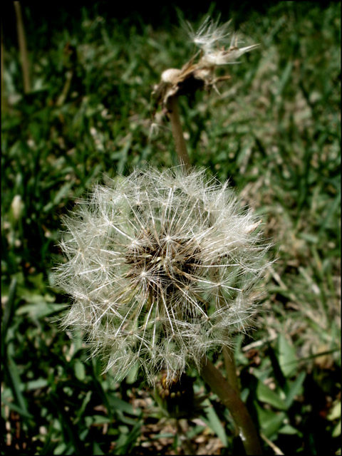 Dandelion