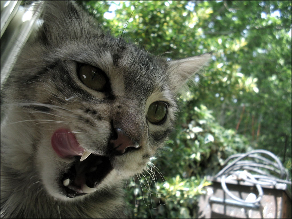 "Delicious one!" the cat said... 