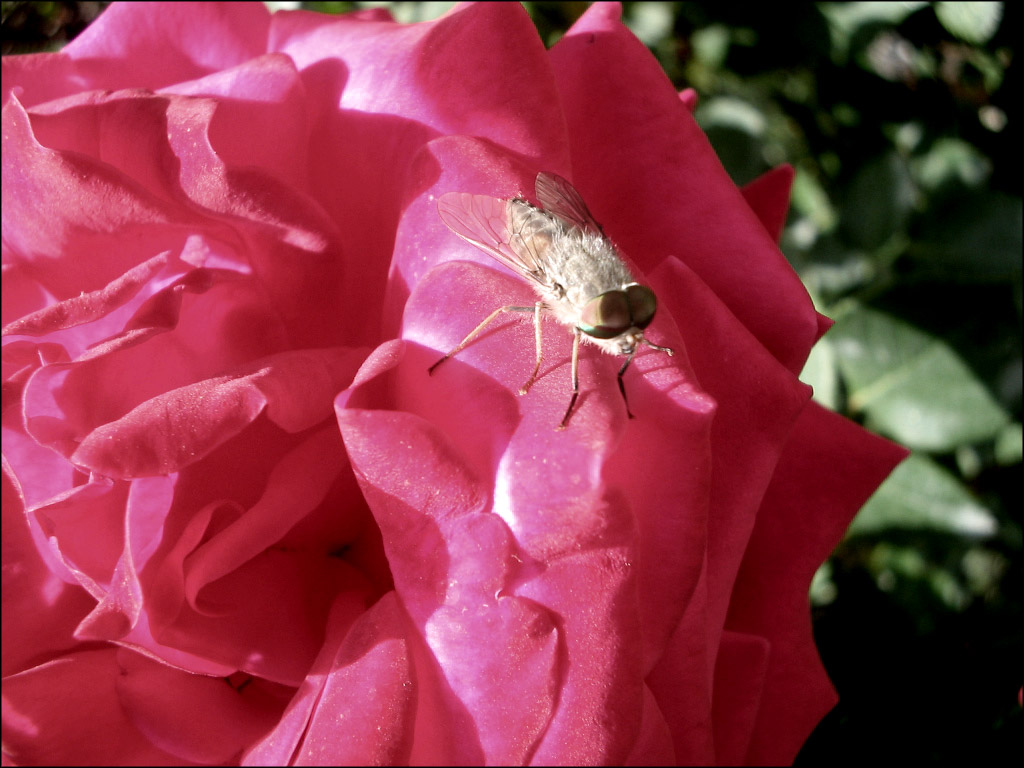 Red lover, Fly lover... 