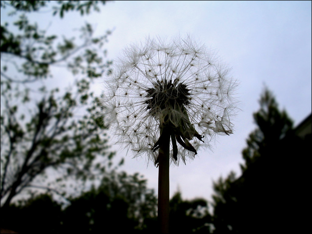 The focused - The Backlit