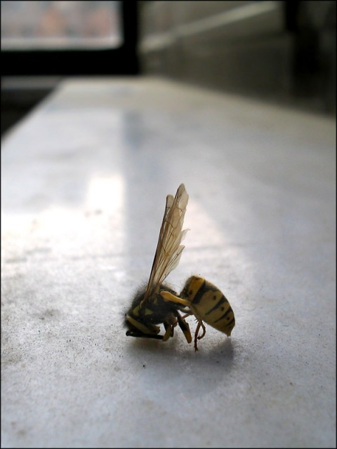 bee as Knee