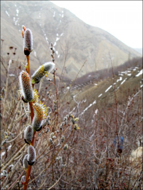 Salix aegyptiaca