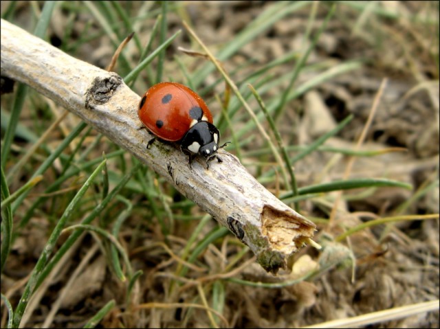 Kissed Princess Bug